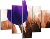 Glasschilderij Tulp | Paars, Bruin, Wit | 100x70cm 5Luik | Foto print op Glas |  F003807