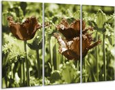 GroepArt - Schilderij -  Tulpen - Groen, Bruin - 120x80cm 3Luik - 6000+ Schilderijen 0p Canvas Art Collectie
