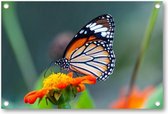 Close-up shot van een prachtige vlinder op een bloem met oranje bloemblaadjes - Tuinposter 120x80 - Wanddecoratie -