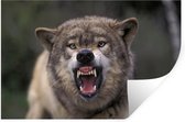 Sticker Muursticker Loups - Loup en colère - 30x20 cm - Film adhésif autocollant - Sticker mural repositionnable