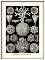 Maeandrina - Hexacoralla (Kunstformen der Natur), Ernst Haeckel - Foto op Akoestisch paneel - 150 x 200 cm