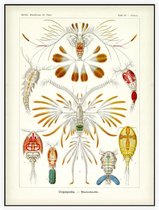 Calanus - Copepoda (Kunstformen der Natur), Ernst Haeckel - Foto op Akoestisch paneel - 120 x 160 cm