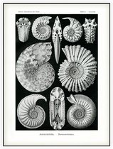 Ammonites - Ammonitida (Kunstformen der Natur), Ernst Haeckel - Foto op Akoestisch paneel - 150 x 200 cm