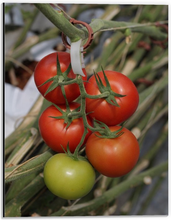Dibond - Tomaten aan Plant - 30x40cm Foto op Aluminium (Wanddecoratie van metaal)