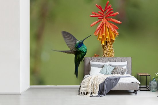 Papier peint photo vinyle - Colibri se nourrit d'une belle fleur largeur 390 cm x hauteur 260 cm - Tirage photo sur papier peint (disponible en 7 tailles)