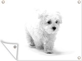 Tuinschilderij Schattige kleine Maltezer hond - zwart wit - 80x60 cm - Tuinposter - Tuindoek - Buitenposter