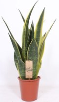 Kamerplant van Botanicly – Vrouwentongen – Hoogte: 55 cm – Sansevieria Zeylanica