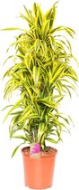 Kamerplant van Botanicly – Drakenboom – Hoogte: 95 cm – Dracaena derem. Lemon Lime