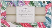 Greenleaf Wax-bar Tropical Orchid