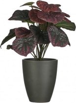 Mica Decorations Kunstplant Peperomia 29 Cm Bordeaux