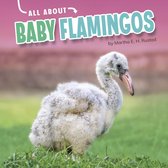Oh Baby! - All About Baby Flamingos