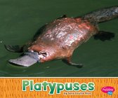 Australian Animals - Platypuses