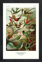JUNIQE - Poster met houten lijst Haeckel - Hummingbirds and