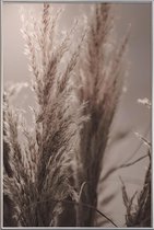 JUNIQE - Poster met kunststof lijst Pampas Reed 06 -30x45 /Bruin