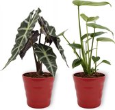 Set van 2 Kamerplanten - Monstera Deliciosa & Alocasia Polly- ±  30cm hoog - 12cm diameter - in rode pot