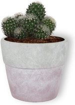 Cactus Mammilaria - ± 25 cm hoog – 12cm diameter - in lila betonnen pot