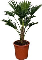 Tropictrees - Palmboom - Trachycarpus Wagnerianus - Plant - Winterhard - Pot ⌀ 32cm - Hoogte ca. 80cm