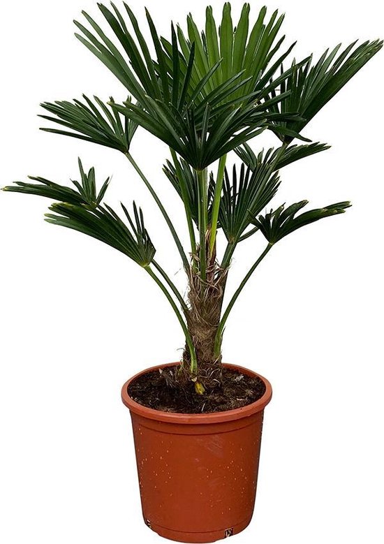draadloos advies huiswerk maken Tropictrees - Palmboom - Trachycarpus Wagnerianus - Plant - Winterhard - Pot  ⌀ 32cm -... | bol.com