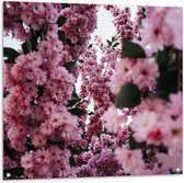 Tuinposter – Roze Bloemen Takken - 100x100cm Foto op Tuinposter  (wanddecoratie voor buiten en binnen)