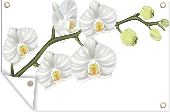 Tuinposters buiten Een illustratie van een witte orchidee - 90x60 cm - Tuindoek - Buitenposter