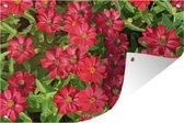 Affiche de jardin fleurs de zinnia rouge vif 180x120 cm - Toile de jardin / Toile d'extérieur / Peintures d'extérieur (décoration de jardin) XXL / Groot format!