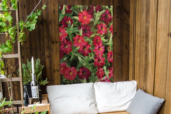 Affiche de jardin Fleurs de zinnia rouge pendant une journée ensoleillée 80x120 cm - Toile de jardin / Toile d'extérieur / Peintures pour l'extérieur (décoration de jardin)