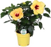 Bloem van Botanicly – Hibiscus rosa-sinensis Adonicus – Hoogte: 45 cm