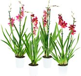 Orchideeën van Botanicly – 4 × Cambria Orchidee – Hoogte: 60 cm, 2 takken, rode bloemen – Cambria Burrageara Nelly Isler