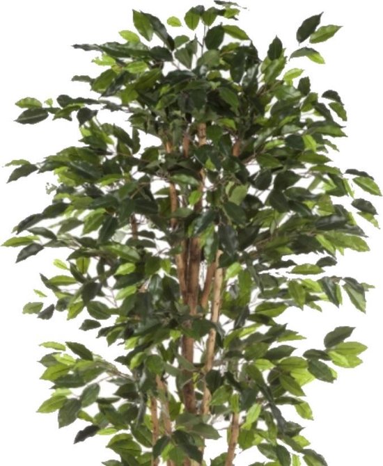 Kunstplant Ficus Nitida Cm Bol Com