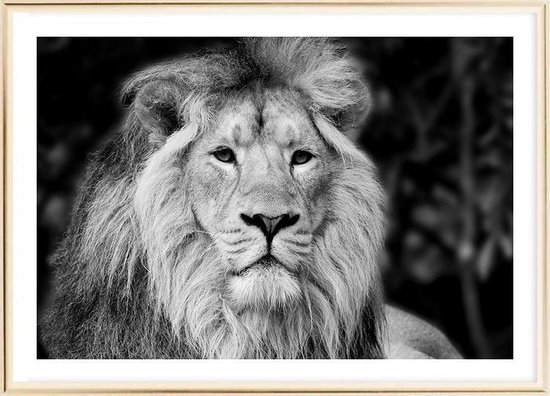 Affiche avec cadre en métal doré - Affiche Leo Persica (50x70cm)