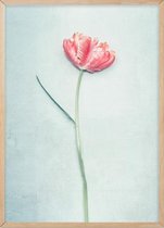 Poster Met Eiken Lijst - Lente Tulp Poster