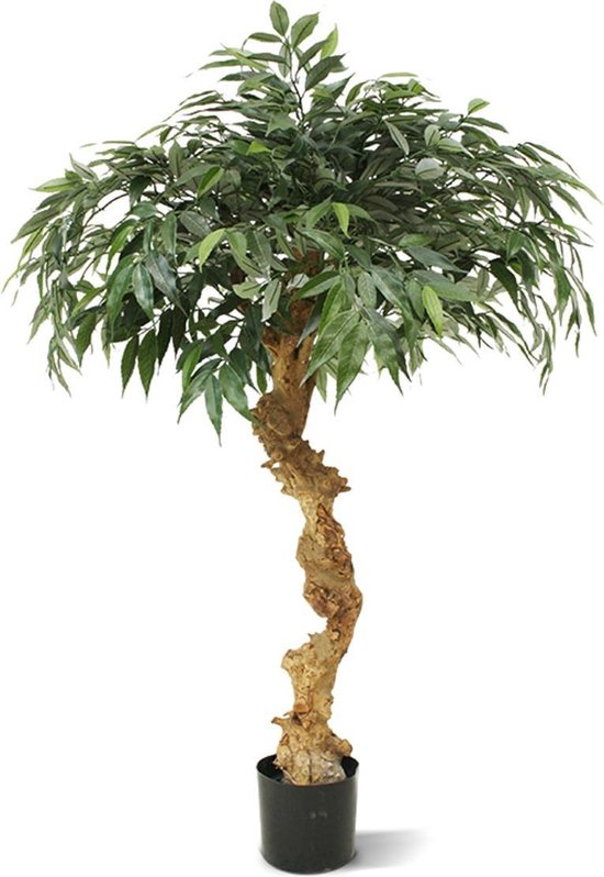 Shirakashi kunst bonsai op stam 100cm