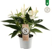 Anthurium White Champion - Kamerplant - 30cm