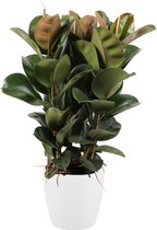 FloriaFor - Ficus Elastica In ELHO Sierpot (wit) - - ↨ 90cm - ⌀ 30cm