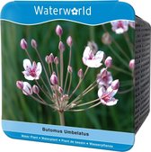 Waterworld Aqua Set Butomus Umbellatus - Zwanenbloem - (Oeverplanten, Vijvermandje, Klei, Grind & Voeding)