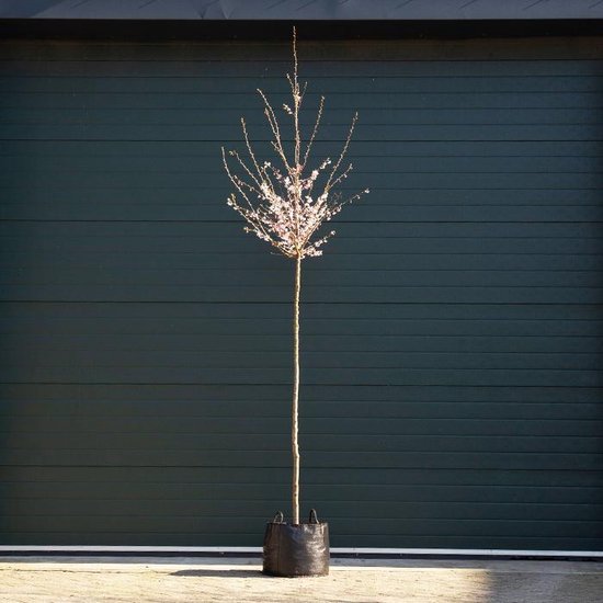 Bomenbezorgd.nl - Japanse sierkers  200-300 cm totaalhoogte (6-10 cm stamomtrek) - ''Autumnalis Rosea''