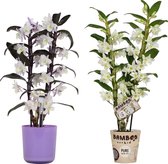 Orchideeën van Botanicly – 2 × Bamboe Orchidee incl. sierpot violet als set – Hoogte: 50 cm, 2 takken, Paars-witte bloemen – Dendrobium Nobilé