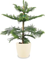 Kamerplant van Botanicly – Kamerden incl. crème kleurig sierpot als set – Hoogte: 85 cm – Araucaria