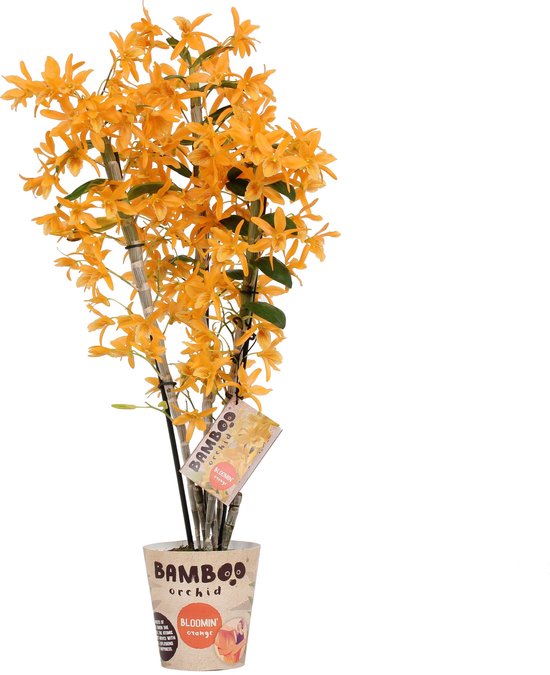 Landgoed Polair In dienst nemen Orchidee van Botanicly – Bamboe Orchidee – Hoogte: 50 cm, 3 takken, Oranje  bloemen –... | bol.com