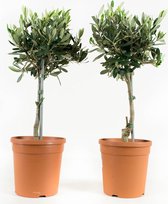 Kamerplanten van Botanicly – 2 × Olijf boom – Hoogte: 50 cm – Olea europeae