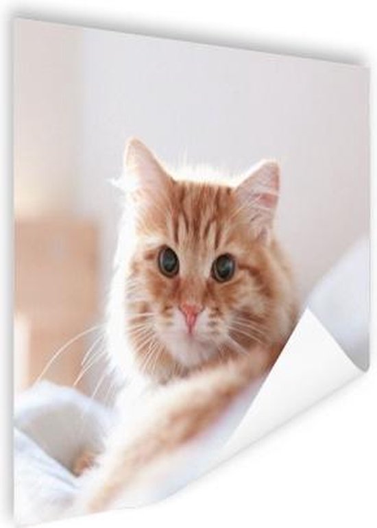 Poster Kat - Rood - Bed - Meisjes - Kinderen - Jongens - Kids - 120x90 cm