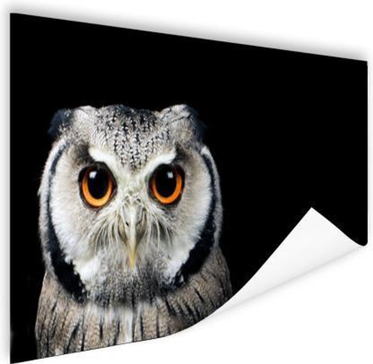 Poster Close-up uil - 120x80 cm