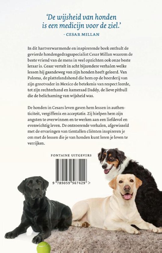 Drie honden: een zwarte labrador, een gele labrador en een border collie mix. Tekst: "De wijsheid van honden is een medicijn voor de ziel."