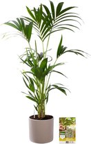 Pokon Powerplanten Kentia Palm 90 cm ↕ - Kamerplanten - in Pot (Mica Era, Licht Grijs) - Howea Forsteriana - met Plantenvoeding / Vochtmeter