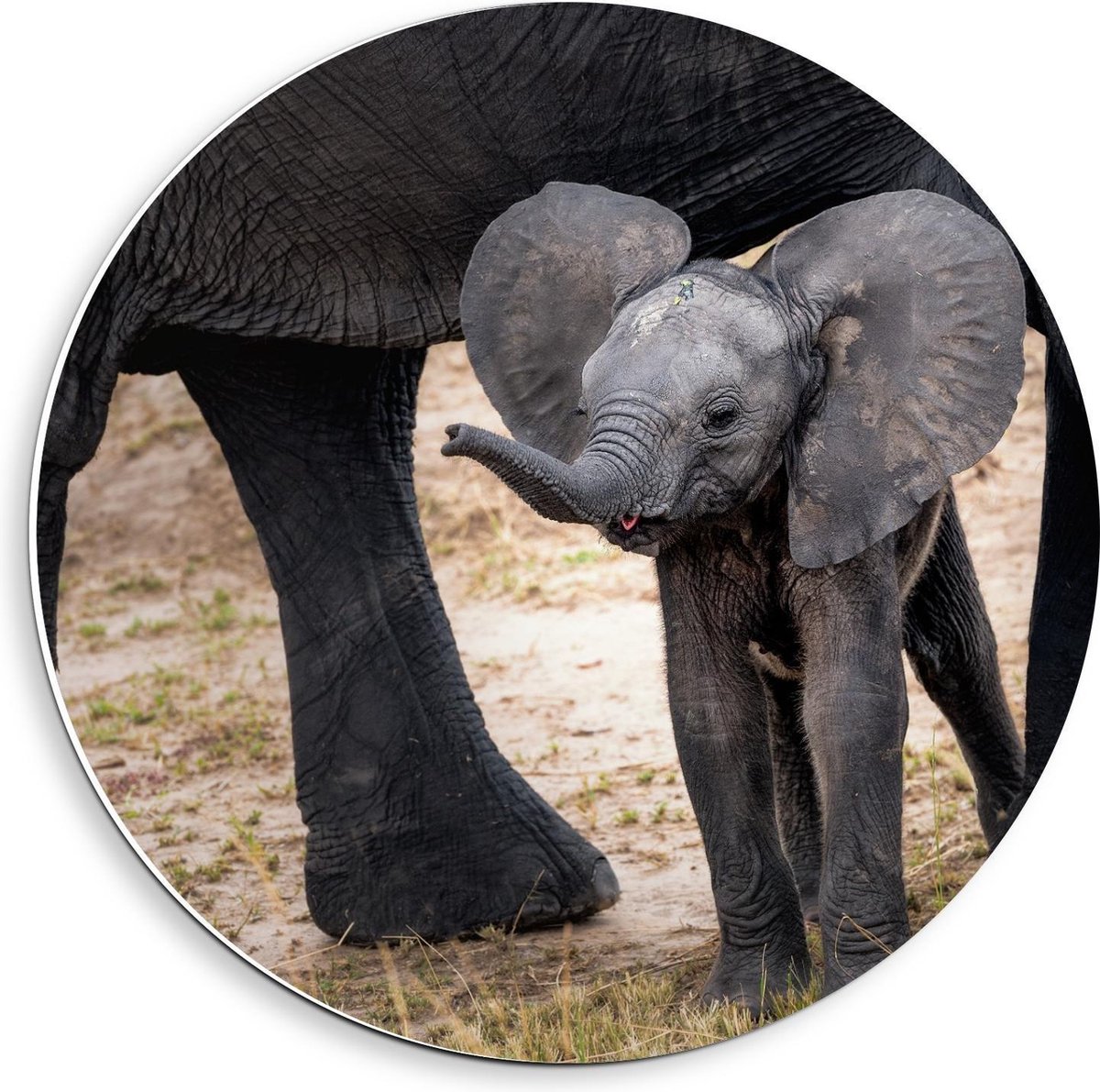 KuijsFotoprint - Schilderij - Baby Olifant Bij Moeder - Grijs - 40 X 40 Cm