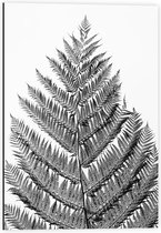 Dibond - Zwart/Wit Blad van een Boom - 40x60cm Foto op Aluminium (Met Ophangsysteem)
