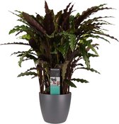 Kamerplant van Botanicly – Marantaceae incl. sierpot antraciet als set – Hoogte: 50 cm – Calathea Elgergrass