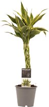 Dracaena Sandriana white