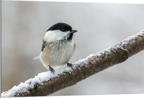 Dibond - Matkop Vogel op Besneeuwde Tak - 120x80cm Foto op Aluminium (Met Ophangsysteem)