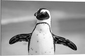 Dibond - Zwart Witte Pinguïn  - 90x60cm Foto op Aluminium (Met Ophangsysteem)